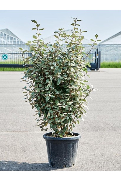 Elaeagnus ebbingei в горшку 